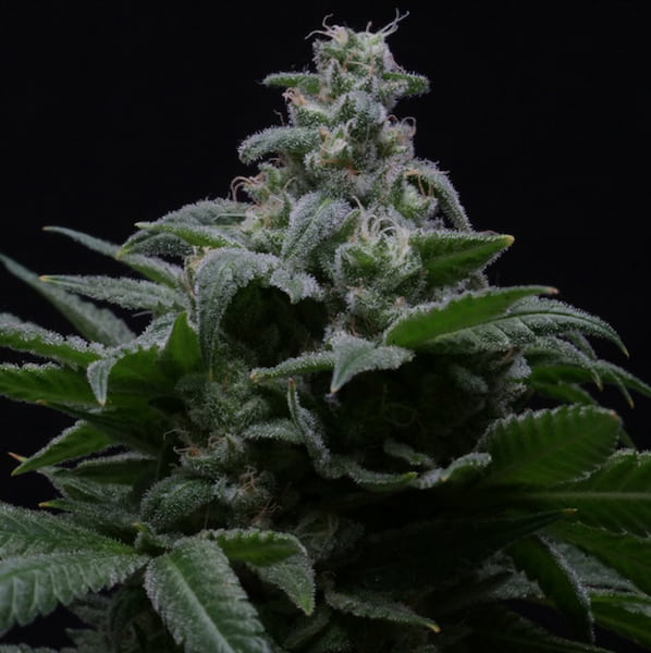 Auto Hibiscus Samen > R-Kiem Seeds | Autoflowering Hanfsamen  |  Indica