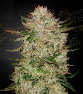 Auto HighCloudz > Green House Seed Company | Graines Autofloraison  |  Hybride