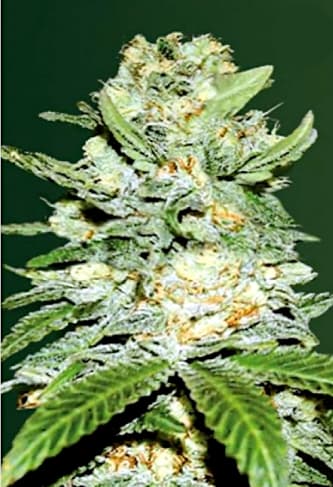 Auto Jack Hammer > Victory Seeds | Graines Autofloraison  |  Hybride