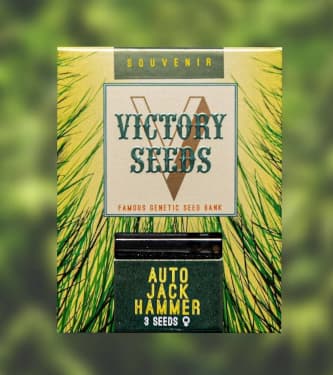 Auto Jack Hammer > Victory Seeds | Autoflowering Cannabis   |  Hybrid