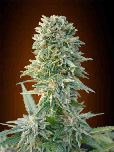 Automatic Collection #1 > Advanced Seeds | Graines Autofloraison  |  Hybride