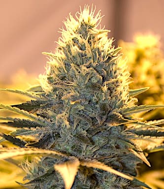 Auto Jack Herer > Bulldog Seeds | Autoflowering Hanfsamen  |  Indica