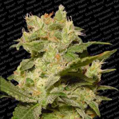 Auto Jack > Paradise Seeds | Graines Autofloraison  |  Sativa