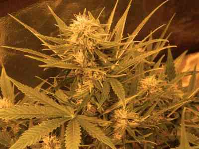 Auto Jack > Paradise Seeds | Autoflowering Hanfsamen  |  Sativa