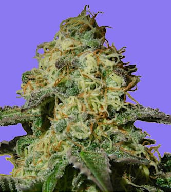 Auto Jealousy > Original Sensible Seeds | Graines Autofloraison  |  Indica