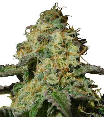 Auto Jealousy > Original Sensible Seeds