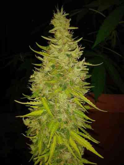 Auto JH > Original Sensible Seeds | Autoflowering Cannabis   |  Sativa
