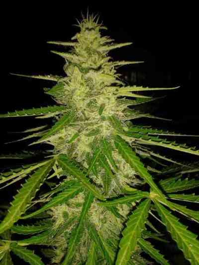 Auto JH > Original Sensible Seeds | Graines Autofloraison  |  Sativa