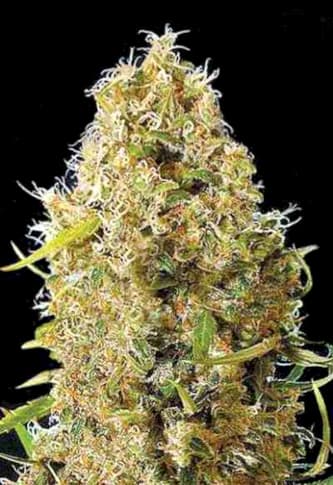 Auto Kali\'s Mistery > Bulk Seed Bank | Graines Autofloraison  |  Sativa