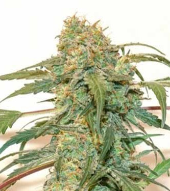 Auto Kerosene Krash > Dutch Passion | Graines Autofloraison  |  Hybride