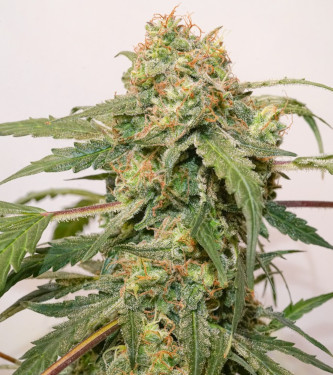 Auto Kerosene Krash > Dutch Passion | Autoflowering Cannabis   |  Hybrid