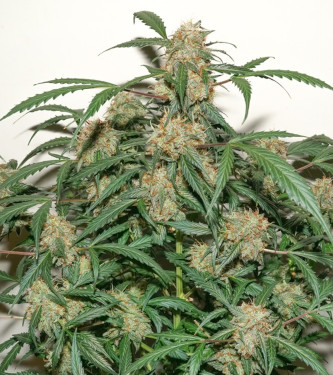 Auto Kerosene Krash > Dutch Passion | Graines Autofloraison  |  Hybride