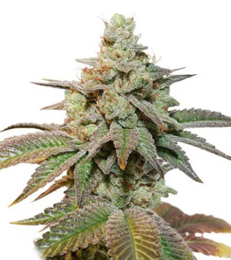 Auto Kerosene Krash > Dutch Passion | Graines Autofloraison  |  Hybride