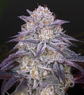 Auto King\'s Juice > Green House Seed Company | Feminized Marijuana   |  Indica