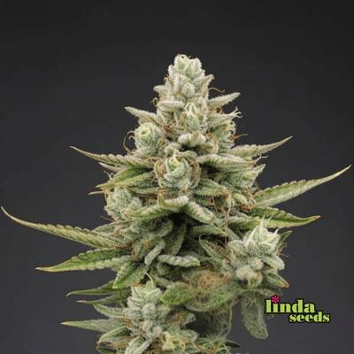 Auto KitKat Bitch Samen > Linda Seeds | Autoflowering Hanfsamen  |  Sativa