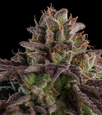 Auto Kmintz > Ripper Seeds | Autoflowering Hanfsamen  |  Indica