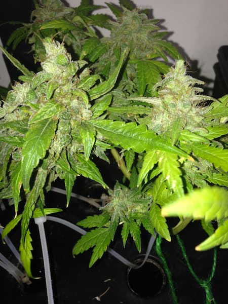 Auto Lemon Bubble Seed > Pheno Finder Seeds | Feminized Cannabis   |  Sativa