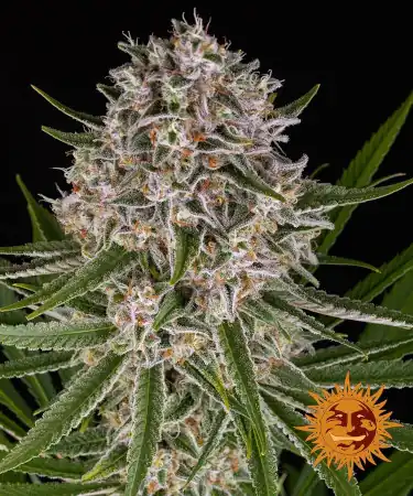 Auto Lemon Haze > Barneys Farm | Autoflowering Hanfsamen  |  Sativa