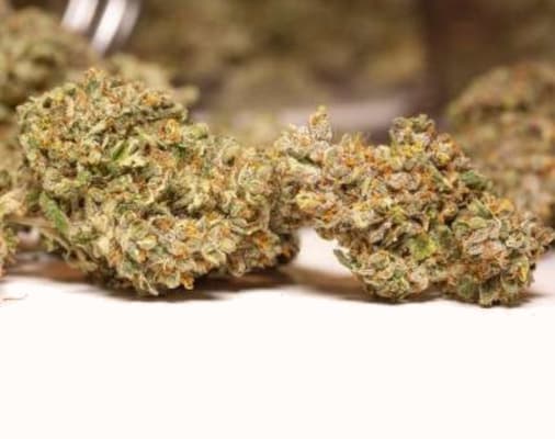 Auto Lemon Kix > Dutch Passion | Cannabis seeds recommendations  |  TOP 10 Auto Flowering