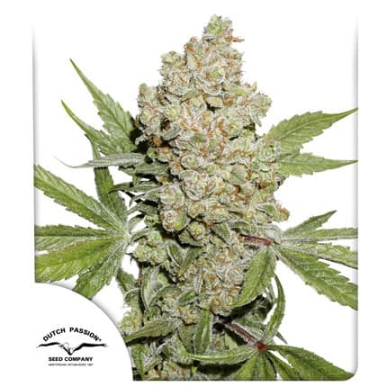 Auto Lemon Kix > Dutch Passion | Cannabis seeds recommendations  |  TOP 10 Auto Flowering