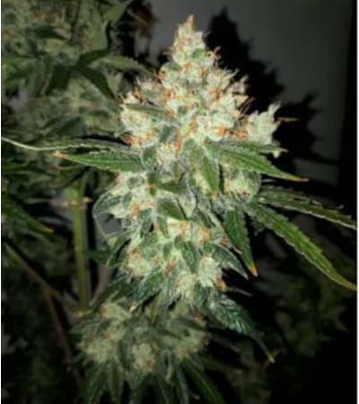 Auto Lemon Kix > Dutch Passion | NOS RECOMMANDATIONS DE GRAINES DE CANNABIS  |  TOP 10 Auto Flowering