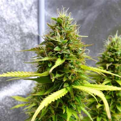 Auto Lemon Oasis > Original Sensible Seeds | Semillas de marihuana autoflorecientes  |  Híbrido