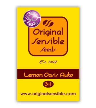 Auto Lemon Oasis > Original Sensible Seeds | Graines Autofloraison  |  Hybride