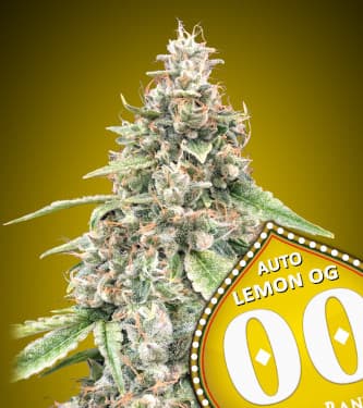 Auto Lemon OG > 00 Seeds Bank | Autoflowering Hanfsamen  |  Hybrid