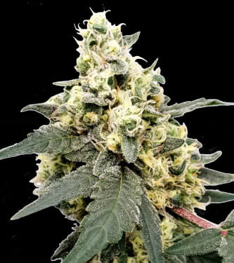 Lemonade Auto > Paradise Seeds | Graines Autofloraison  |  Hybride