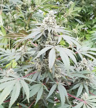 Lemonade Auto > Paradise Seeds | Autoflowering Cannabis   |  Hybrid