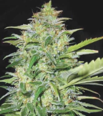 Auto Lime Skunk > Bulk Seed Bank | Autoflowering Cannabis   |  Sativa