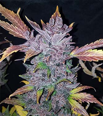 LSD-25 > Fast Buds Company | Autoflowering Hanfsamen  |  Indica