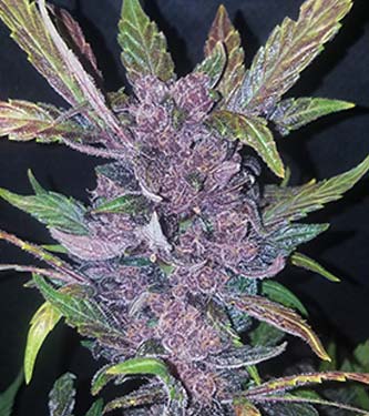 LSD-25 > Fast Buds Company | Graines Autofloraison  |  Indica