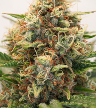 Auto Mac #1 > Dutch Passion | Graines Autofloraison  |  Hybride