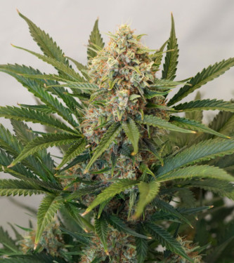 Auto Mac #1 > Dutch Passion | Autoflowering Cannabis   |  Hybrid