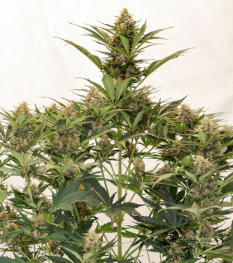 Auto Mac #1 > Dutch Passion | Autoflowering Hanfsamen  |  Hybrid