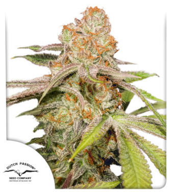 Auto Mac #1 > Dutch Passion | Graines Autofloraison  |  Hybride