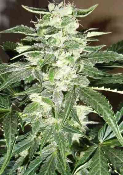 Auto Makka 47 Seed > Makka Seeds | Autoflowering Cannabis   |  Sativa