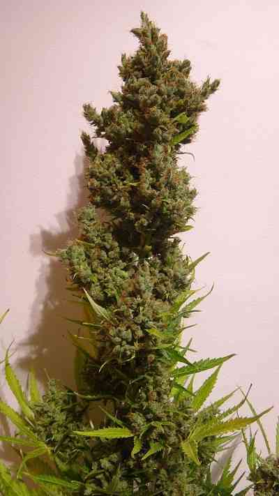 Auto Malawi x Northern Lights > ACE Seeds | Autoflowering Cannabis   |  Hybrid