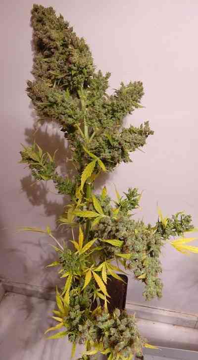 Auto Malawi x Northern Lights > ACE Seeds | Autoflowering Hanfsamen  |  Hybrid