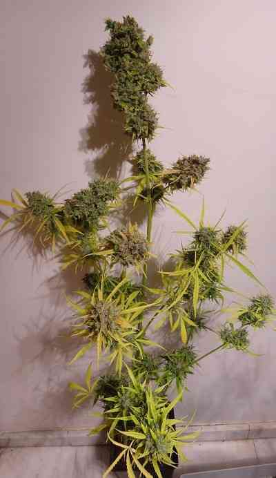 Auto Malawi x Northern Lights > ACE Seeds | Autoflowering Hanfsamen  |  Hybrid