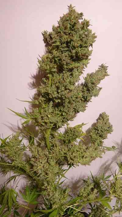 Auto Malawi x Northern Lights > ACE Seeds | Autoflowering Cannabis   |  Hybrid