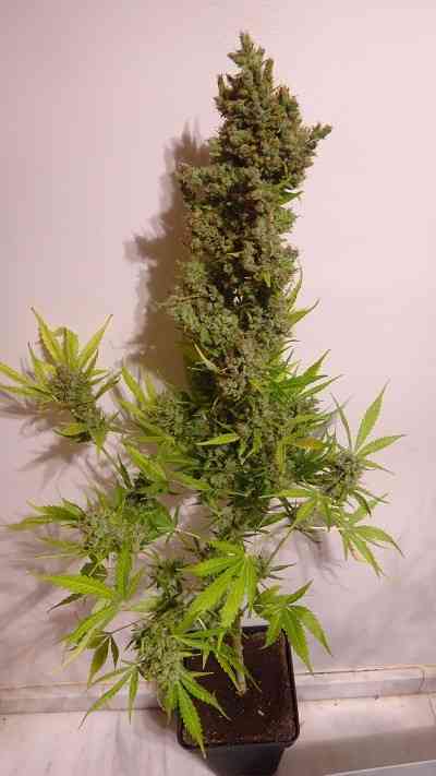 Auto Malawi x Northern Lights > ACE Seeds | Autoflowering Cannabis   |  Hybrid