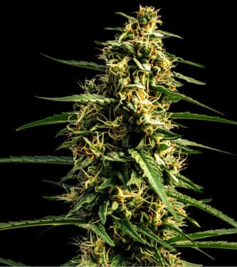 Auto Mandalime Juice > Bulk Seed Bank | Graines Autofloraison  |  Indica