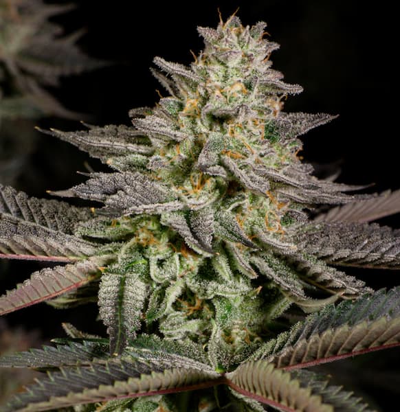 Auto Mandarin Cookies Samen > 00 Seeds | Autoflowering Hanfsamen  |  Sativa