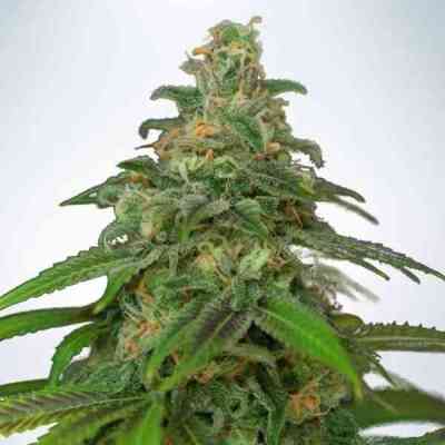 Auto Mandarin Haze Samen > Ministry of Cannabis | Autoflowering Hanfsamen  |  Sativa