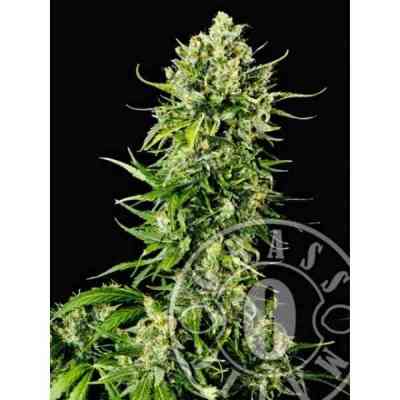 Auto Mass graines > GrassOmatic | Graines Autofloraison  |  Hybride