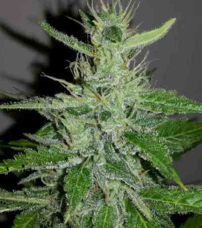 Auto Mazar Kush XXL > Linda Seeds | Cannabis seeds recommendations  |  Affordable Cannabis