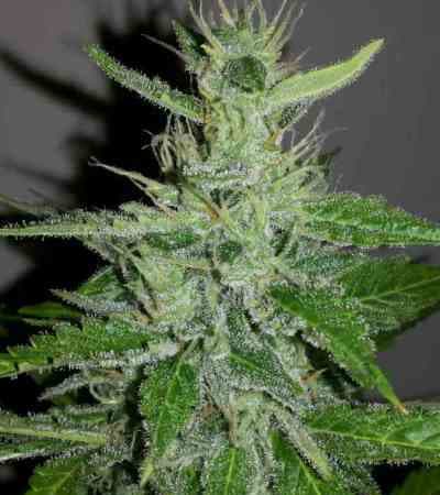 Auto Mazar Kush XXL > Linda Seeds | Cannabis seeds recommendations  |  Cheap Cannabis