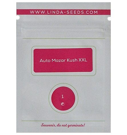 Auto Mazar Kush XXL > Linda Seeds | NOS RECOMMANDATIONS DE GRAINES DE CANNABIS  |  Graines de Cannabis à prix bas